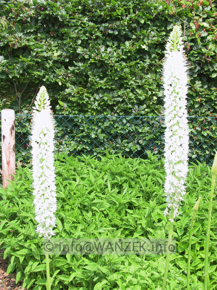 Eremurus himalaicus - Blueten offen.JPG